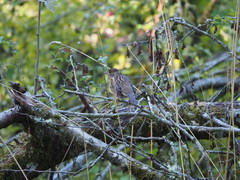 Zonotrichia atricapilla