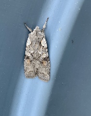 Lithophane antennata