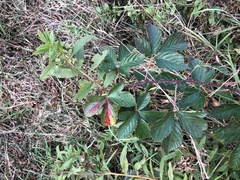 Rubus subsolanus