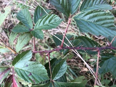 Rubus subsolanus