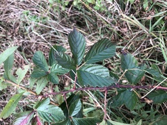 Rubus subsolanus