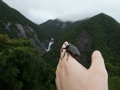 Trypoxylus dichotomus