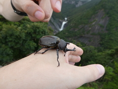 Trypoxylus dichotomus