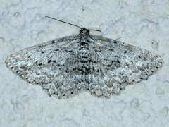 Psilosticha absorpta