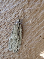 Semioscopis aurorella