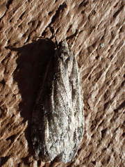 Semioscopis aurorella