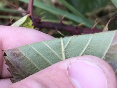 Rubus subsolanus