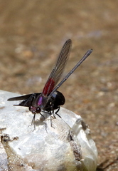 Hetaerina vulnerata