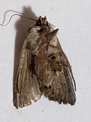 Noctuidae