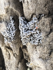 Physconia subpallida