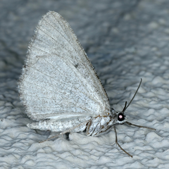 Psilosticha absorpta