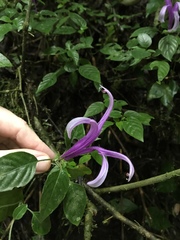 Poikilacanthus macranthus
