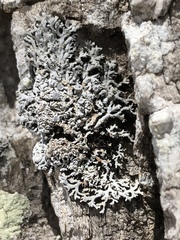 Physconia subpallida