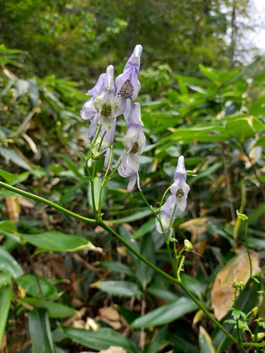 Aconitum sanyoense iNat (1)