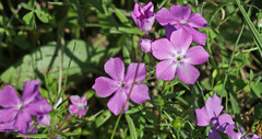 Phlox cuspidata