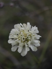 Scabiosa ochroleuca