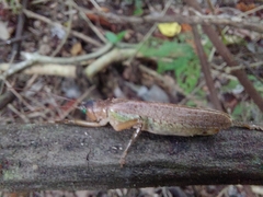 Ancistrocercus circumdatus