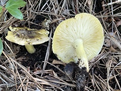 Tricholoma palustre
