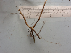 Muhlenbergia tenuiflora