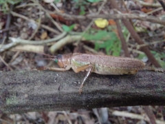 Ancistrocercus circumdatus