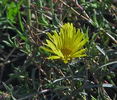 Grindelia scorzonerifolia