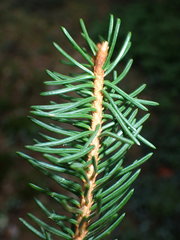 Phytoplasma pini