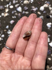 Amalda depressa
