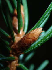 Phytoplasma pini