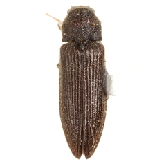 Bladus quadricollis