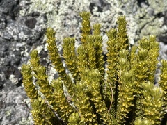 Huperzia appressa