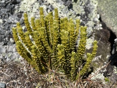 Huperzia appressa