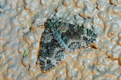 Hammaptera parinotata