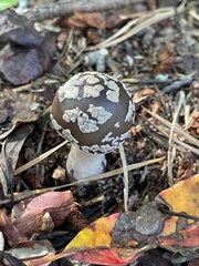 Amanita morrisii