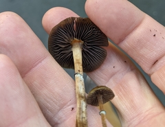 Psilocybe stuntzii