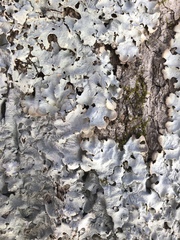 Ricasolia quercizans