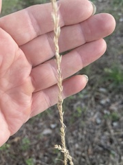 Tridens albescens