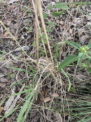 Tridens albescens