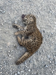Leopardus guigna