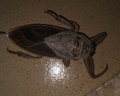 Lethocerus cordofanus