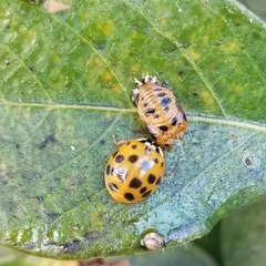 Harmonia axyridis