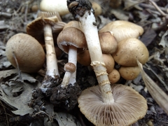 Psathyrella pseudovernalis