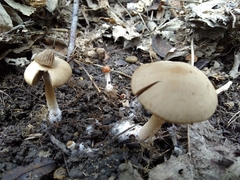 Psathyrella pseudovernalis