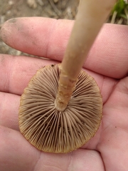 Psathyrella pseudovernalis