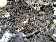 Psathyrella pseudovernalis