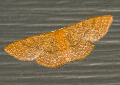 Pleuroprucha insulsaria