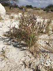 Chloropyron tecopense