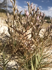 Chloropyron tecopense