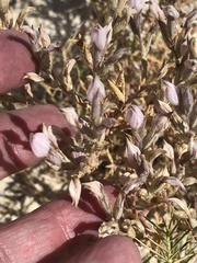 Chloropyron tecopense