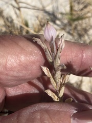 Chloropyron tecopense