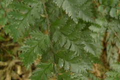 Polystichum oculatum